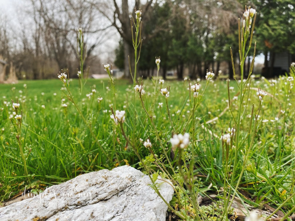 beauty from ashes, see beauty in weeds | positive perspective 